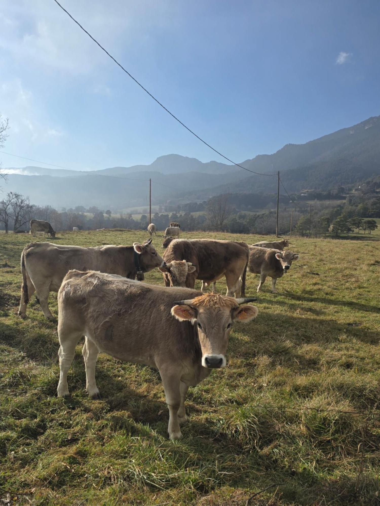 ברגה Complex Rural Can Caubet מראה חיצוני תמונה